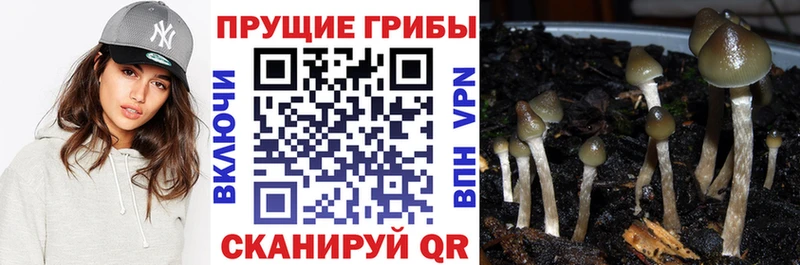 kraken сайт  где продают наркотики  Кораблино  Псилоцибиновые грибы Psilocybine cubensis 